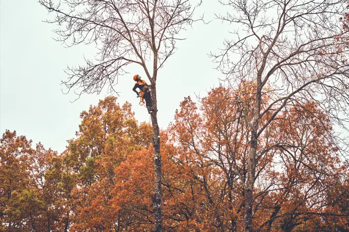Arborist